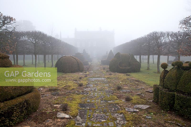 The Thyme Walk in the mist, with Golden Yew Topiary, Highgrove Garden in February, 2019.