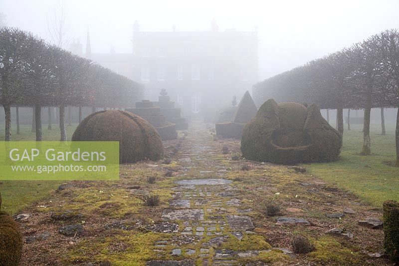 The Thyme Walk in the mist, with Golden Yew Topiary, Highgrove Garden in February, 2019.