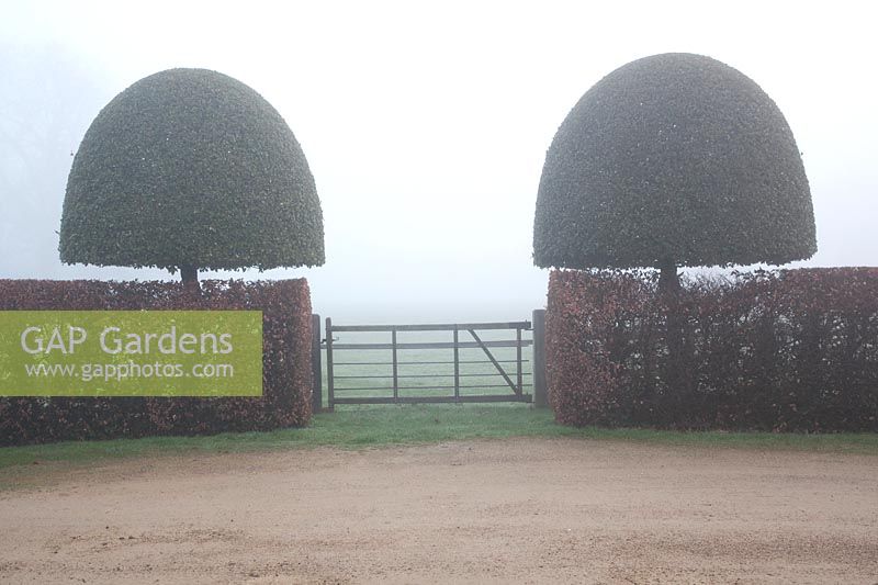 View to gateway between twin topiary standards and clipped hedge, with mist beyond. Highgrove House, February, 2019.  