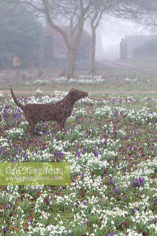 Woven dog sculpture stands among flowering snowdrops and Crocus in The Woodland Garden, Highgrove, February, 2019.