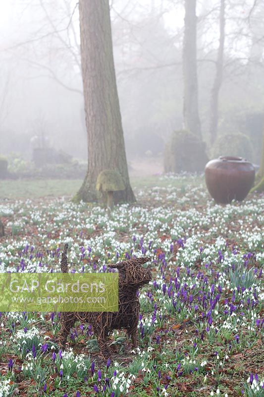 Woven dog sculpture stands among flowering snowdrops and Crocus in The Woodland Garden, Highgrove, February, 2019.
