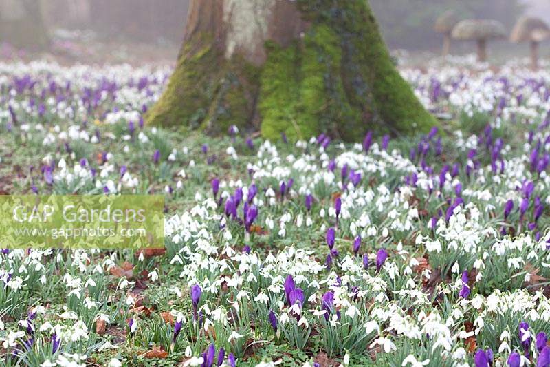 Carpet of flowering Galanthus - Snowdrops and purple Crocus flowering under tree in The Woodland Garden, Highgrove, February, 2019. 