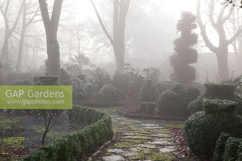 Buxus - Box topiary in misty garden. The Winterbourne Garden, Highgrove, February, 2019. 