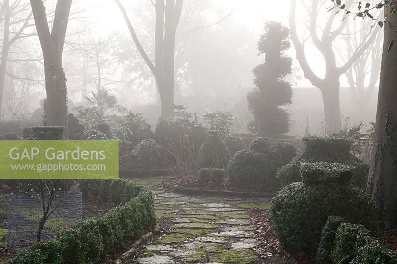 Buxus - Box topiary in misty garden. The Winterbourne Garden, Highgrove, February, 2019.
