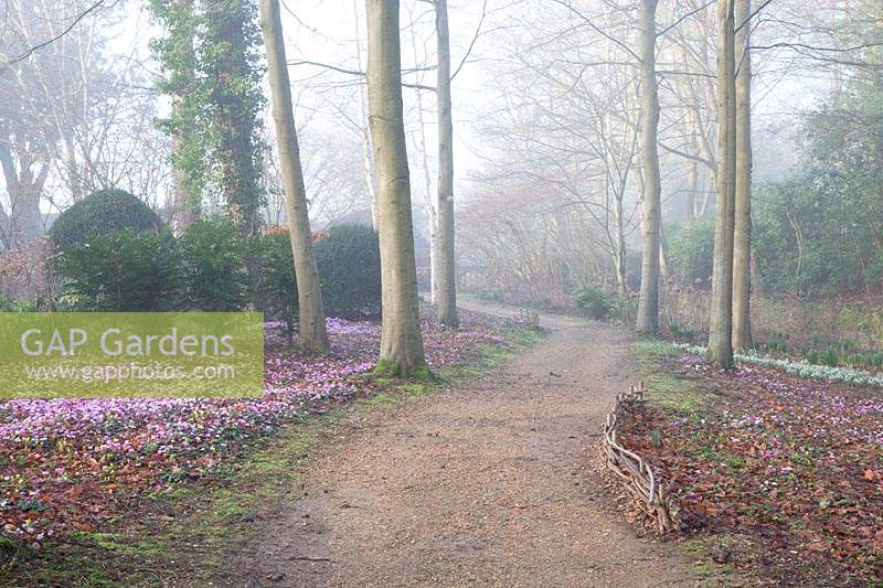 Flowering Snowdrops and Cyclamen coum growing under trees in The Arboretum, Highgrove, February, 2019.
