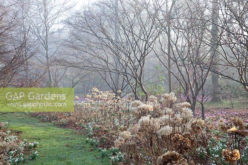 Row of flowering Hydrangea flowerheads to flowering Snowdrops and Cyclamen coum growing under trees in The Arboretum, Highgrove, February, 2019. 