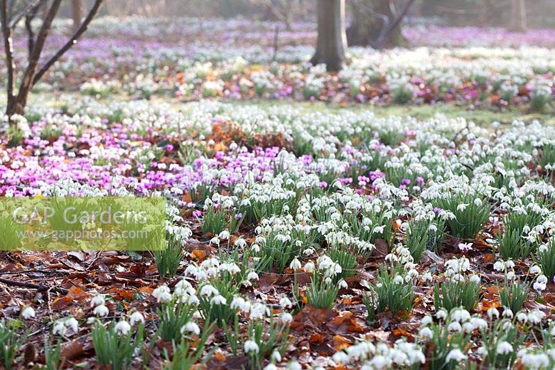 Cyclamen coum and Galanthus - Snowdrops - carpeting ground under trees in The Woodland Garden, Highgrove, February, 2019. 
