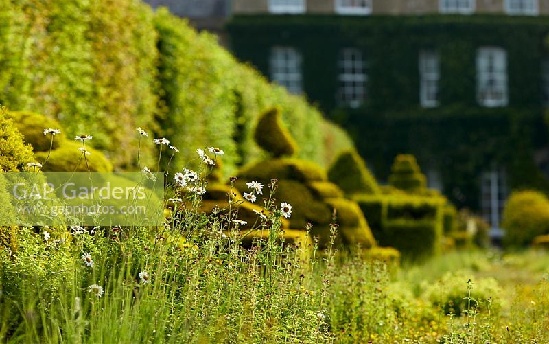 Focus on naturalised planting with topiary beyond in The Thyme Walk, Highgrove, June, 2019. 