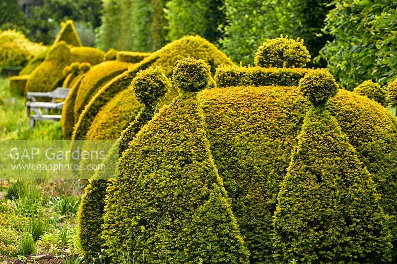 Topiary form of Golden Yew in The Thyme Walk, Highgrove, June, 2019