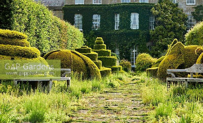 The Thyme Walk with Golden Yew Topiary, Highgrove, June, 2019.