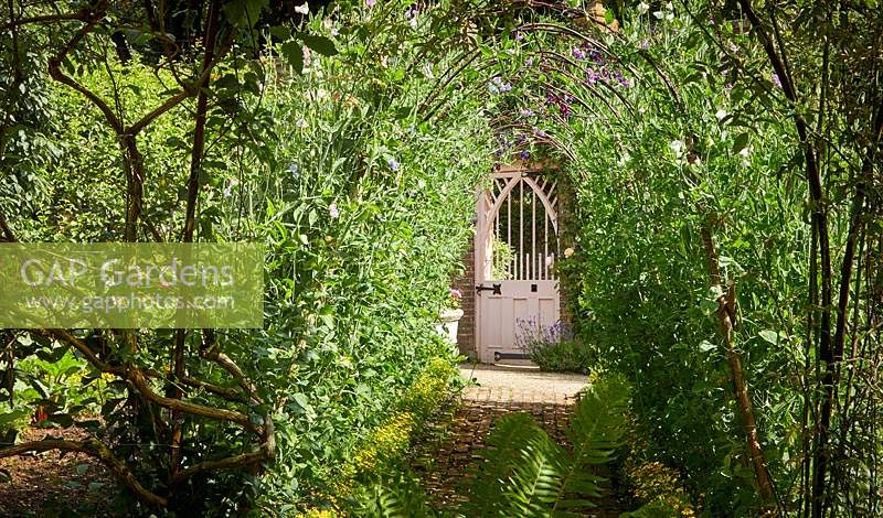 Arch of climbing peas in The Walled Garden, Highgrove, June, 2019. 