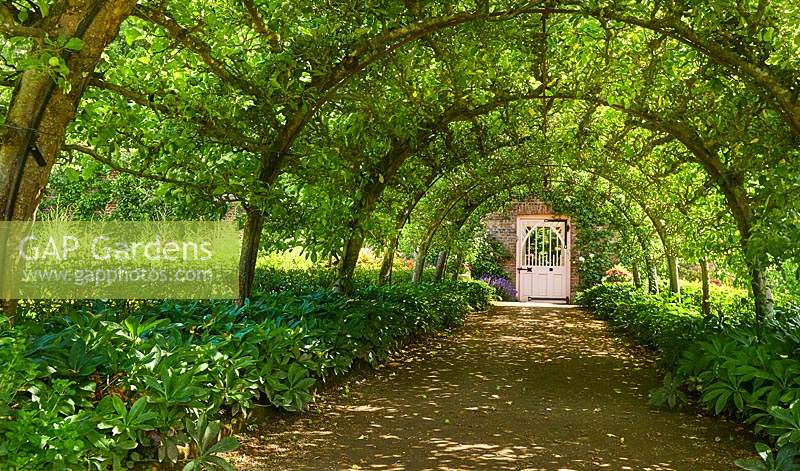 Trained apple arch in the Walled Garden, Highgrove, June, 2019. 
