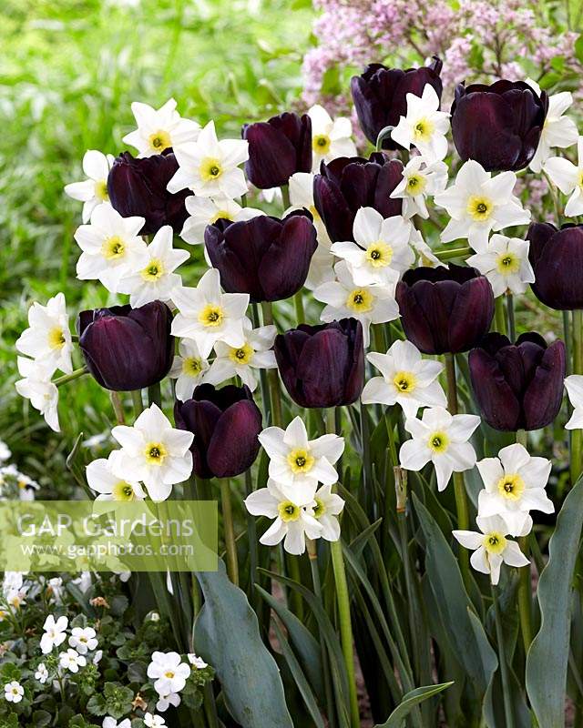 Tulipa Paul Scherer, Narcissus Lieke