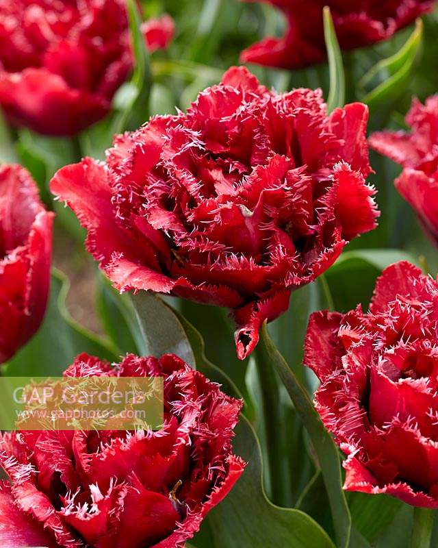 Tulipa Matchpoint Red