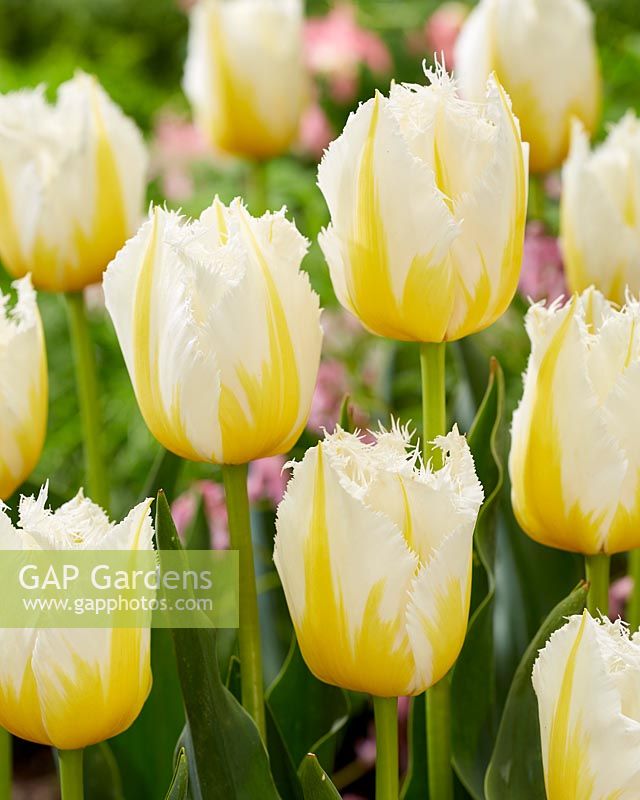 Tulipa Crispa White and Yellow
