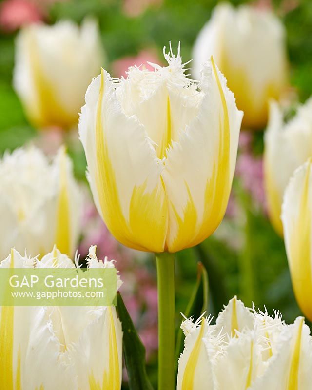 Tulipa Crispa White and Yellow