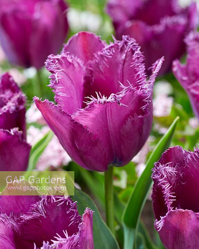 Tulipa Purple Crispa