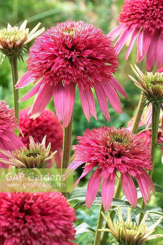 Echinacea Cotton Candy