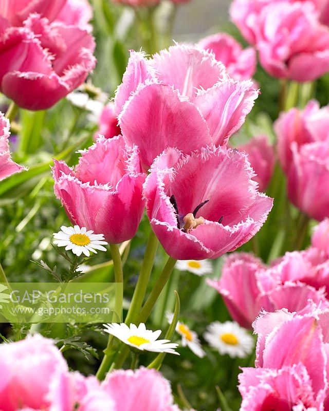 Tulipa Fringed Family