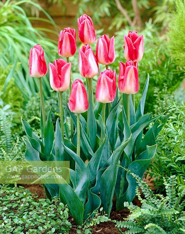 Tulipa Lipgloss