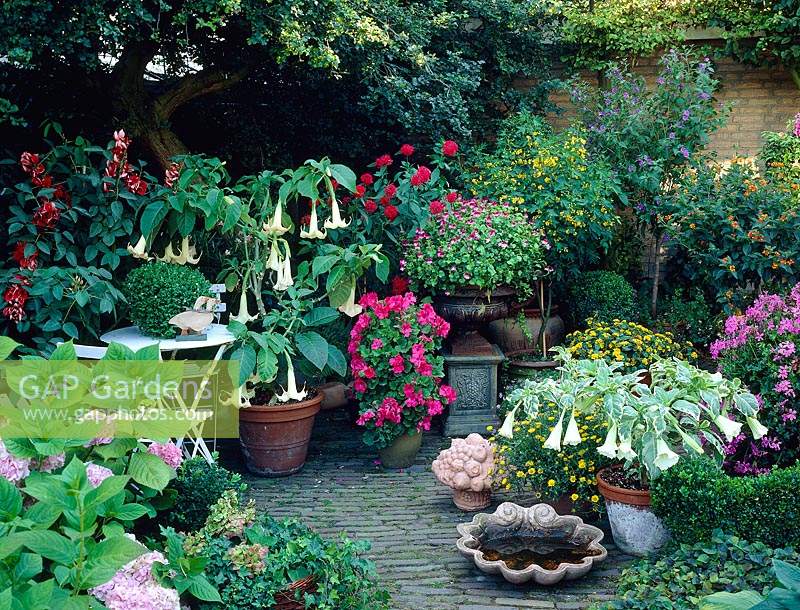 Collection patio plants, Brugmansia, Hydrangea, Pelargonium, Senna 