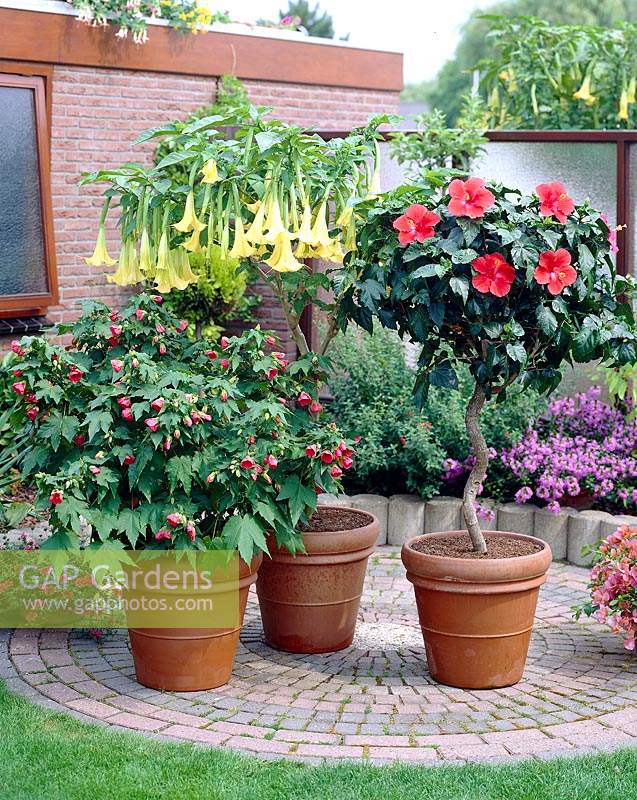 Collection patio plants, Brugmansia, Abutilon, Hibiscus
