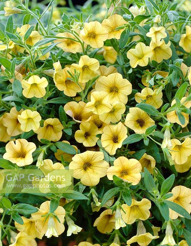 Petunia Million Bells Series yellow