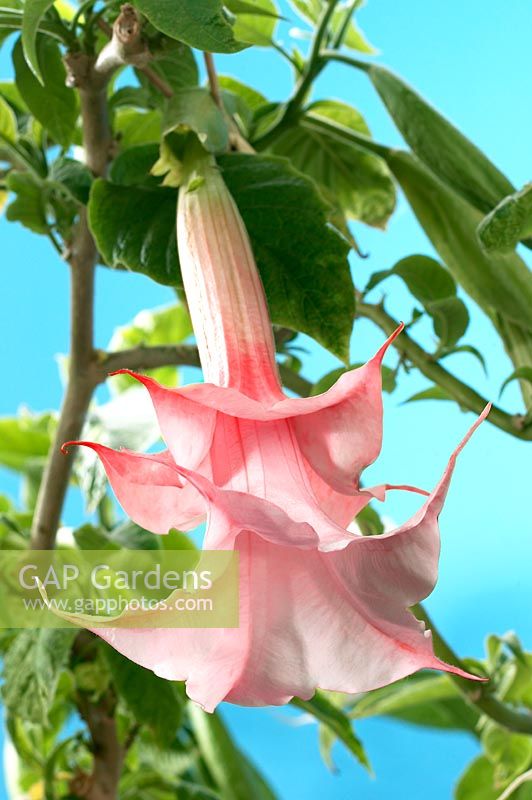 Brugmansia double pink