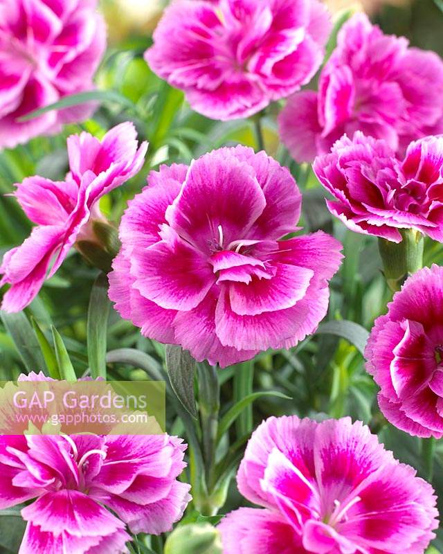 Dianthus Adorables Easy Pink kgr Â®