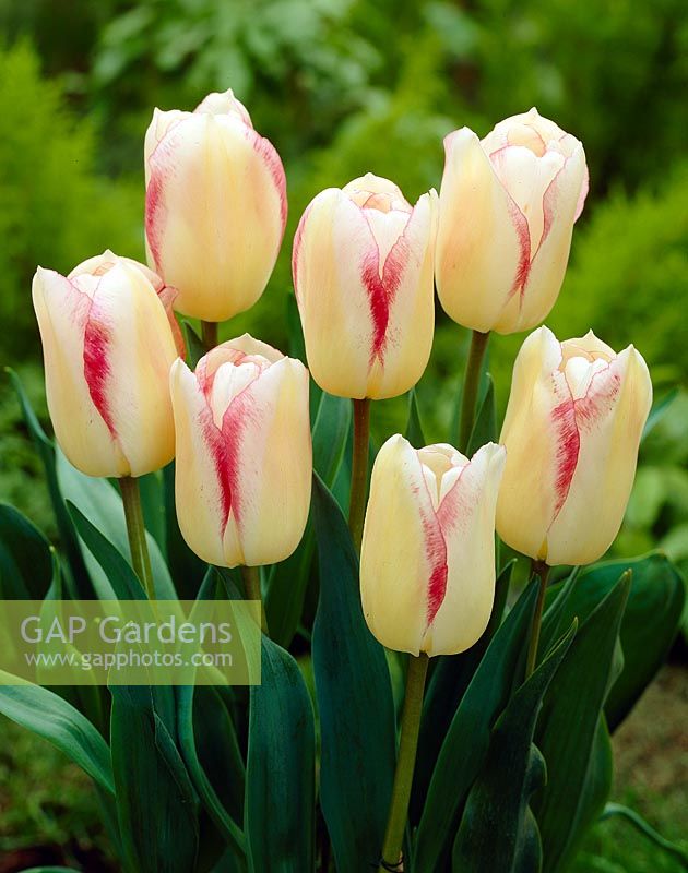 Tulipa Blushing Girl 