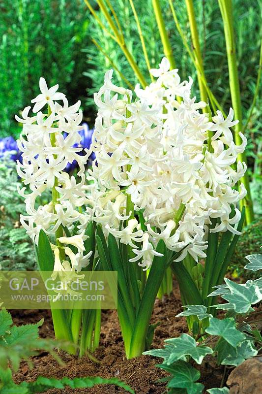 Hyacinthus White Festival