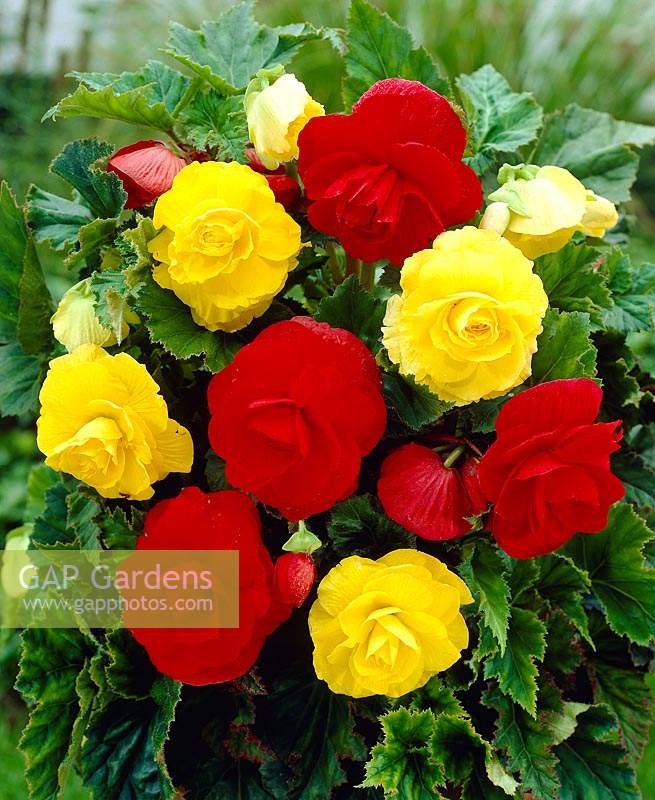 Begonia Double red + yellow mixed