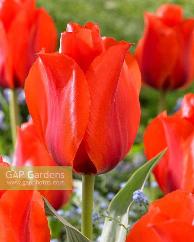 Tulipa Casa Grande