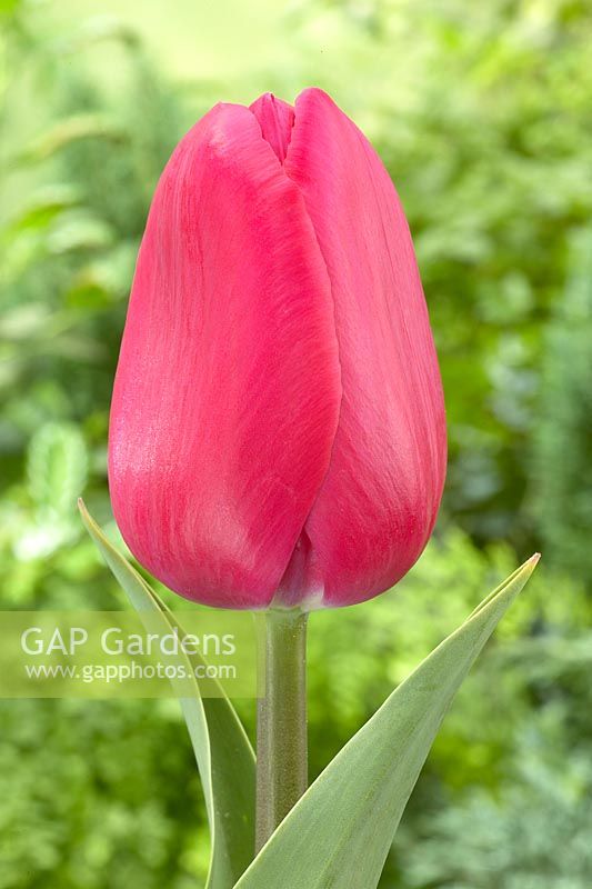 Tulipa Pink Ribbon
