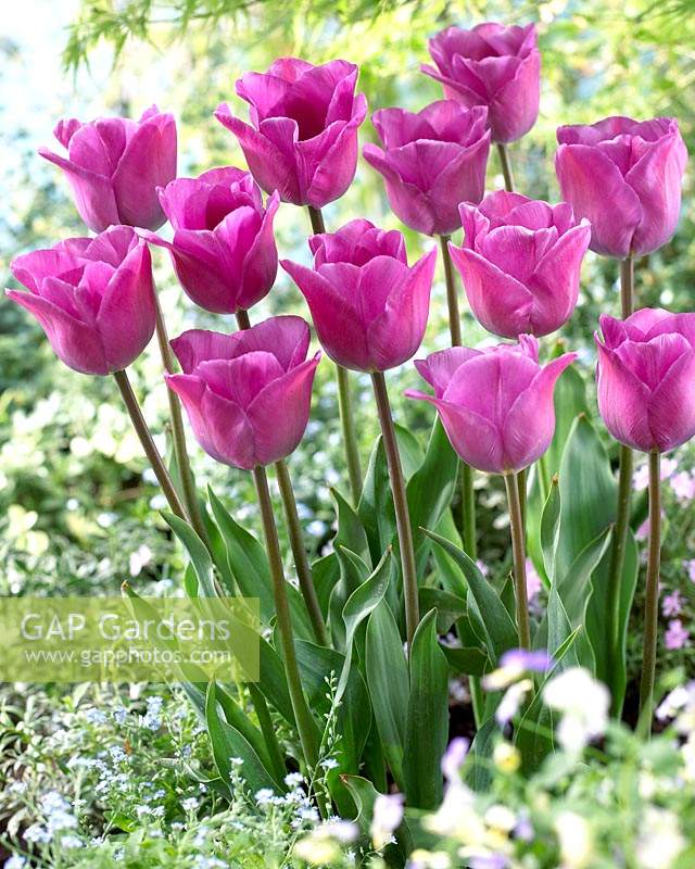 Tulipa Magic Lavender