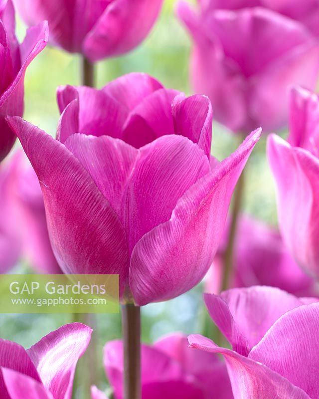 Tulipa Magic Lavender