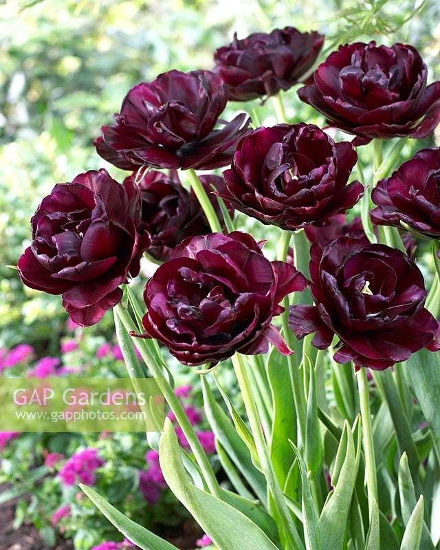 Tulipa Black Rose