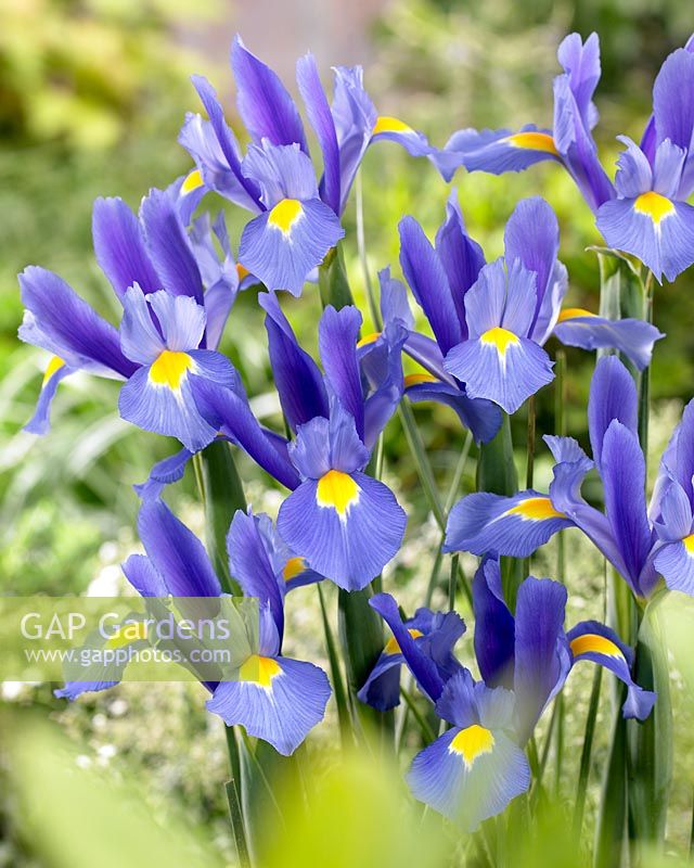 Iris Blue Beauty