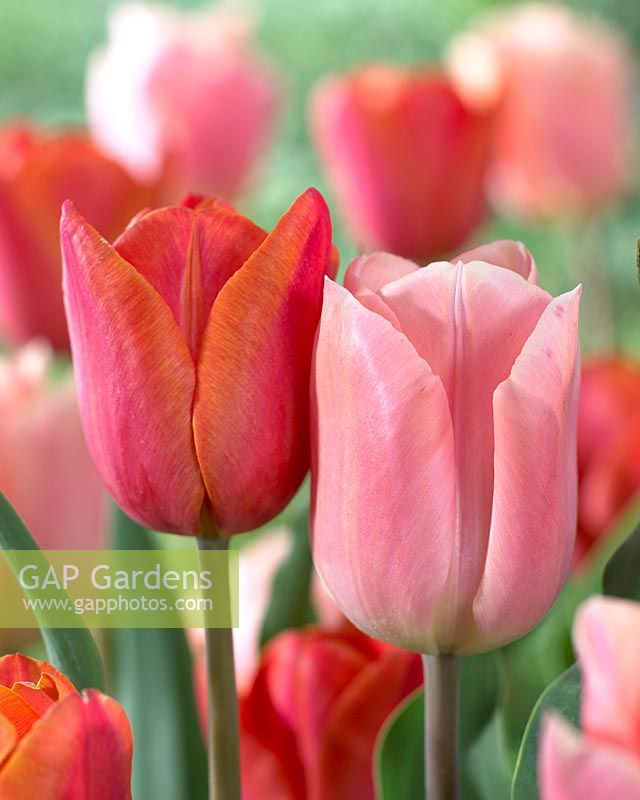 Tulipa Apricot Beauty, Tulipa Charade