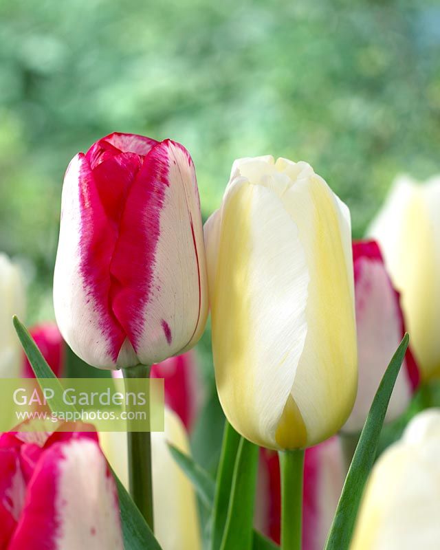 Tulipa Francoise, Tulipa Lipgloss