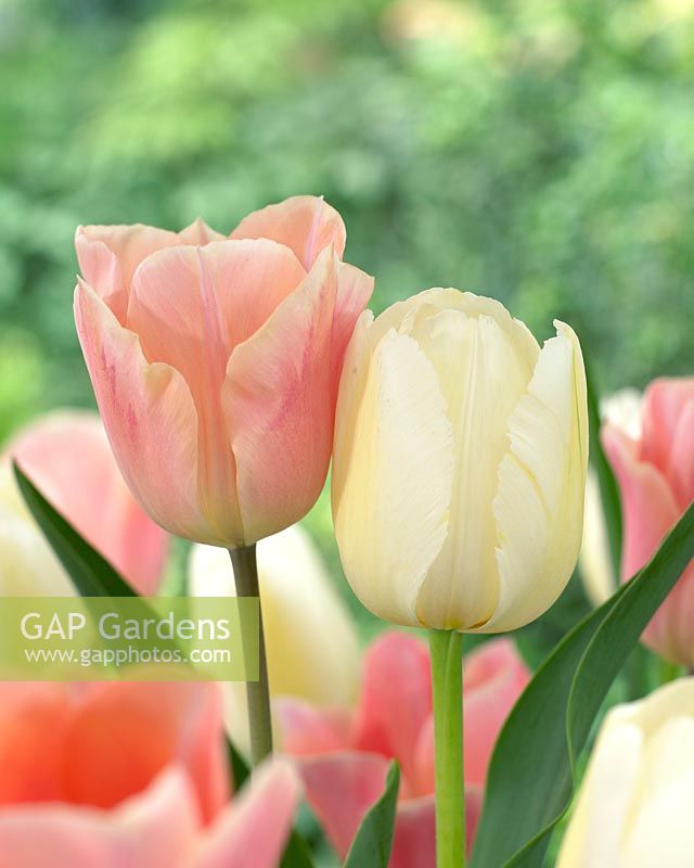 Tulipa Apricot Beauty, Tulipa Pays Bas