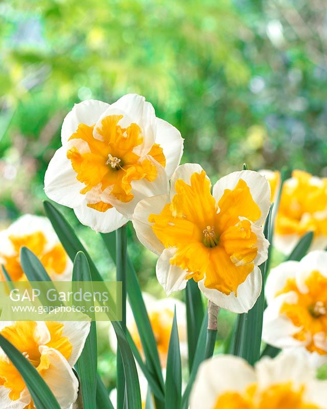 Narcissus Love Call, Narcissus Sovereign