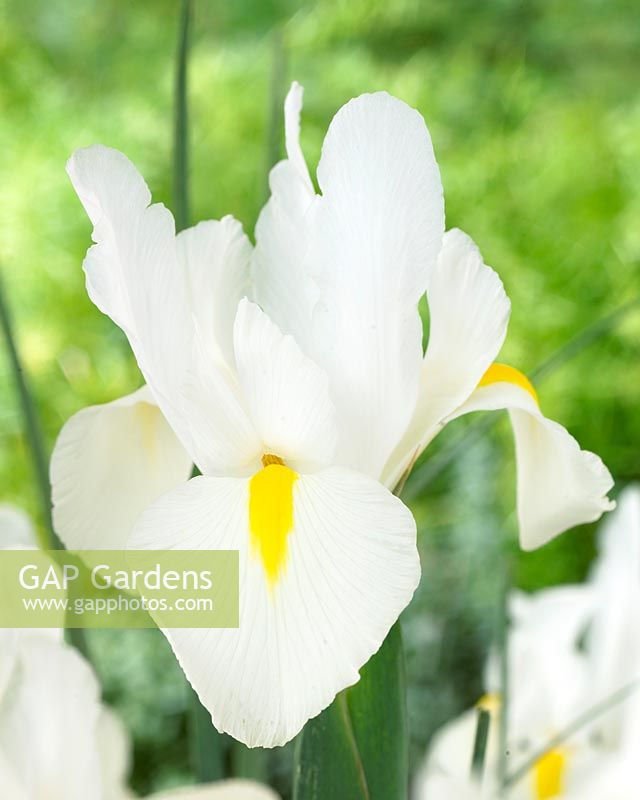 Iris White Beauty
