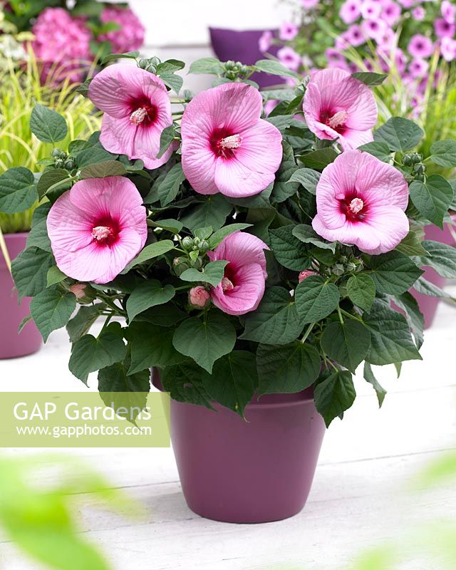 Hibiscus Guido Pink