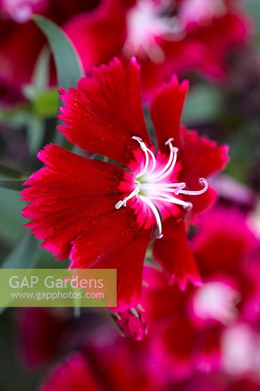 Dianthus chinensis Festival Deep Red