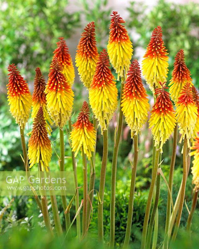 Kniphofia Flaming Torch