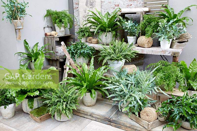 Fern collection