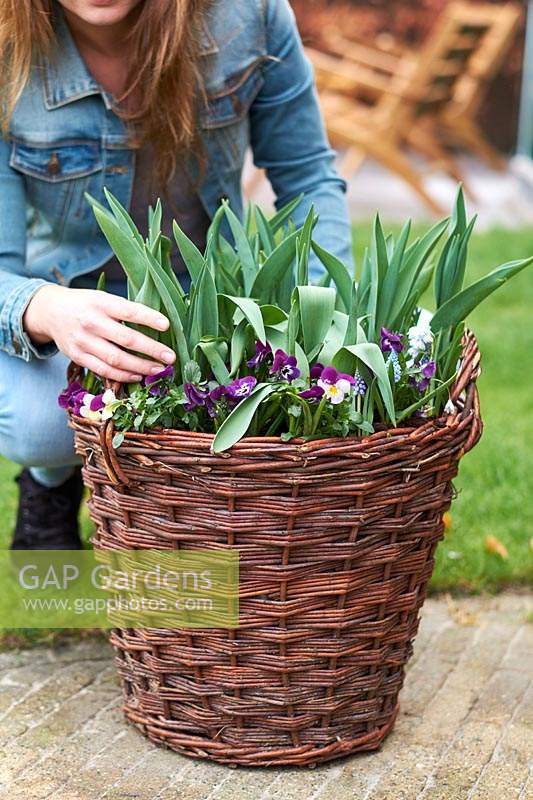 Pansies and tulips in basket