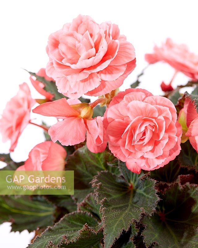 Begonia On TopÂ® Melon Lace