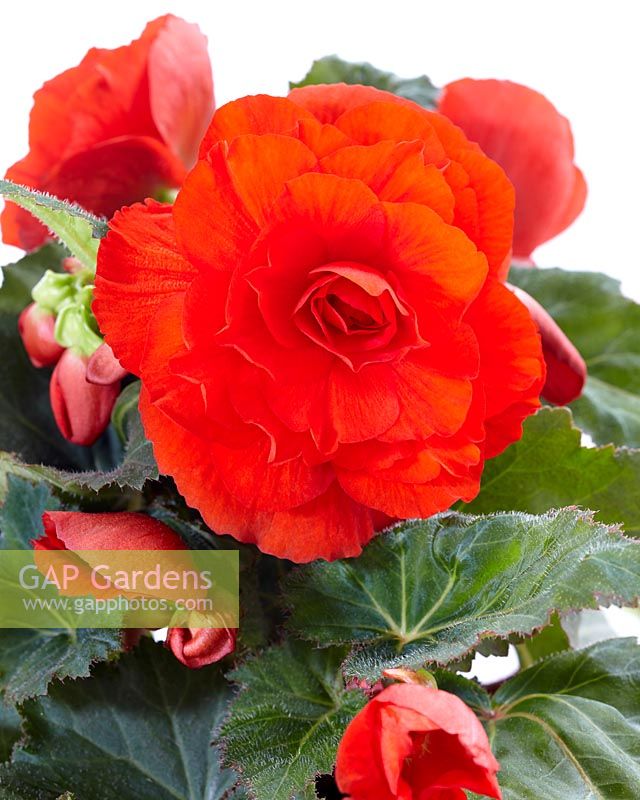 Begonia AmeriHybridÂ® Roseform Orange